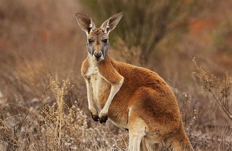 Red Kangaroo Animal Kangaroo Marsupial Red Hd Wallpaper Peakpx