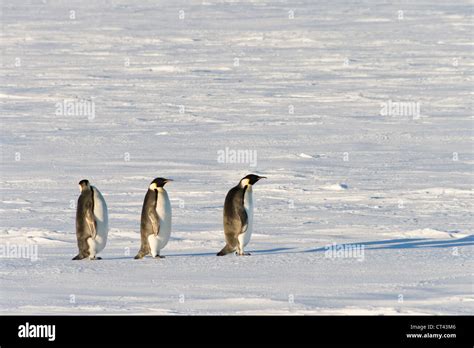 Emperor Penguins Antarctica Hi Res Stock Photography And Images Alamy