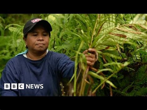 Sierra Madre Fighting To Save What S Left Of A Vital Rainforest In The