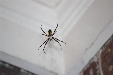 5 Common Northern California Spiders Professional Pest Control