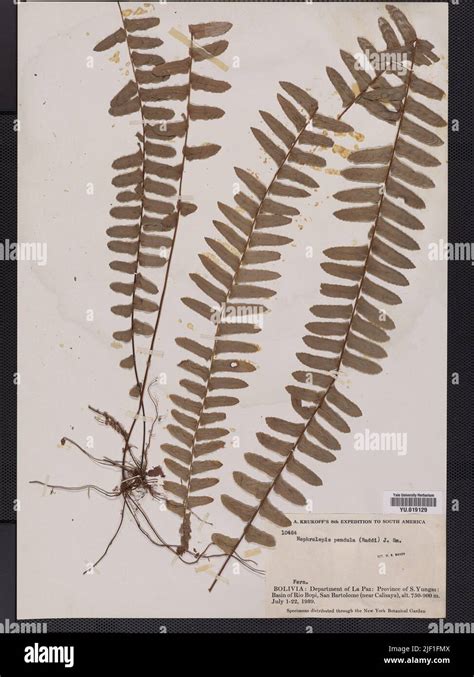 Undet Foraminiferida Protista Hi Res Stock Photography And Images Alamy