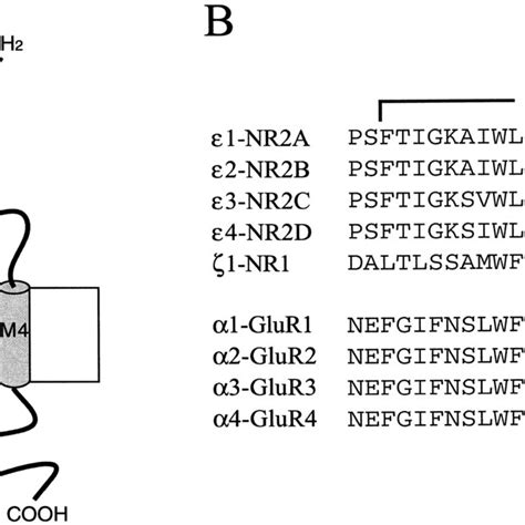 Schematic representations of the proposed structure of glutamate ...