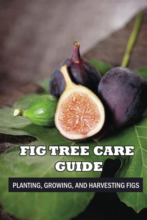 Fig Tree Care Guide: Planting, Growing, And Harvesting Figs: Keeping ...