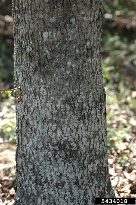 Sweetgum Liquidambar Styraciflua