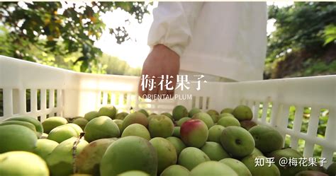 最食人间烟火色｜梅子熟时，共食梅花果子！ 知乎