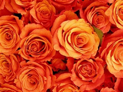 Orange Roses Wallpapers - Wallpaper Cave