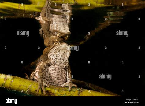 Common Toads Bufo Bufo Complex Sitting On Tree Branch Underwater