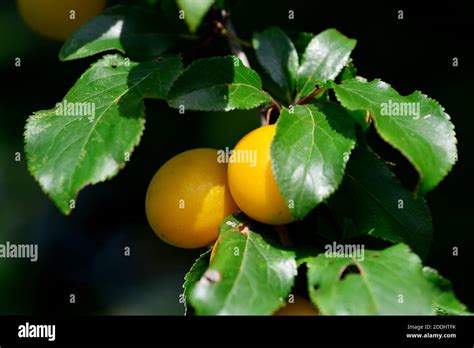 Prunus Cerasifera Autumn Hi Res Stock Photography And Images Alamy