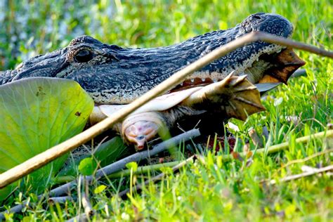 Alligator Eating Turtle