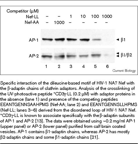 Pdf A Dileucine Motif In Hiv Nef Is Essential For Sorting Into