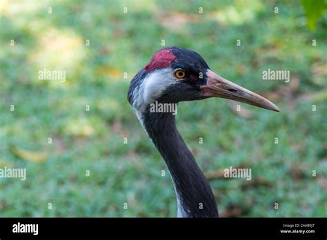 Head Of A Red Crowned Crane Grus Japonensis Also Called The