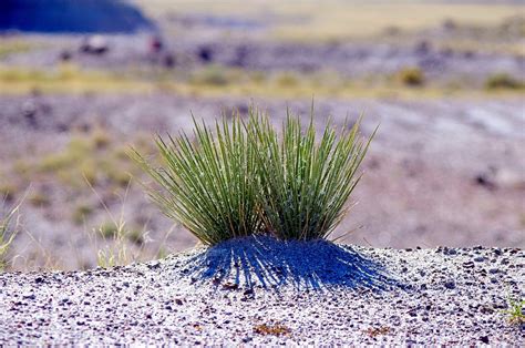 Desert Plants a Potential Source for Treating Cancer - Israel ...