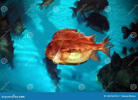 Lumpfish Cyclopterus Lumpus In Aquarium Stock Image Image Of Ocean