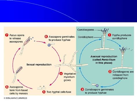 Medical Mycology Classification Of Mycoses Hugh B Fackrell