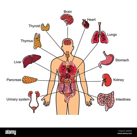 Cuerpo humano y órganos internos ilustración aislada sobre fondo blanco