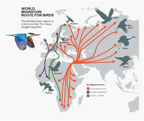 Route Of Migratory Birds, HD Png Download - kindpng