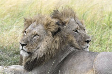 Male Lions Resting Stock Image C Science Photo Library