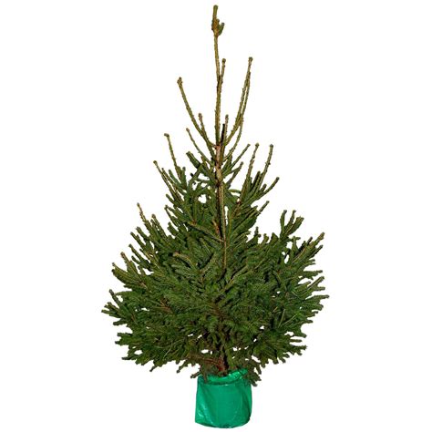 Sapin naturel épicéa en pot H 100 125 cm bûche pour le pied de sapin