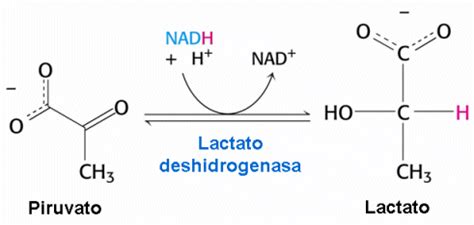 13 Reacción catalizada por la LDH Download Scientific Diagram