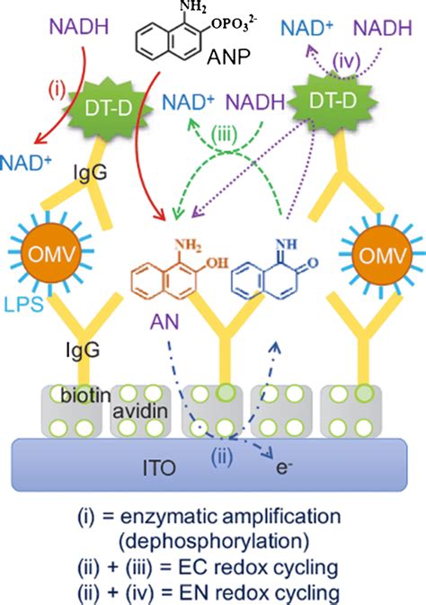 Schematic Of Sandwich Type Electrochemical Immunosensor For Omv