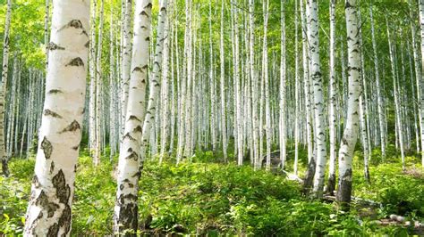 Birch Tree How To Grow Most Common Of Birch Trees