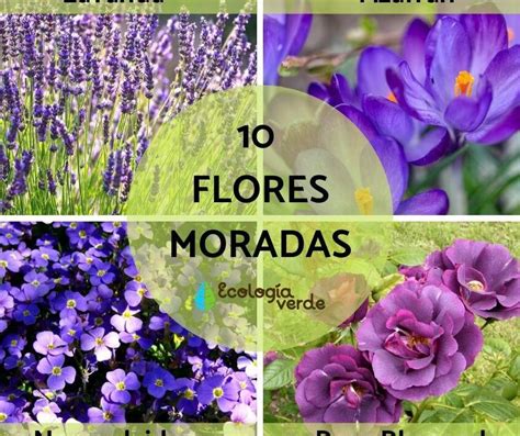 Nombres Y Fotos De Flores Moradas Para Embellecer Tu Jardín Plantasmanía 🌱 🌱