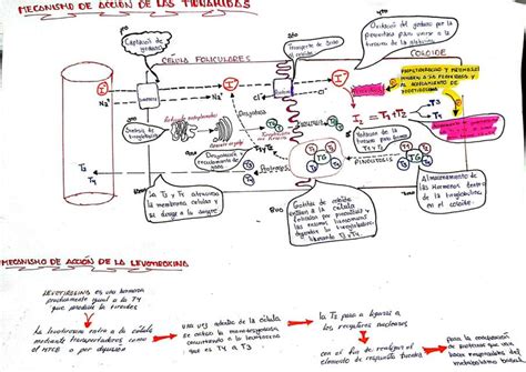 Mecanismo de Acción de las Tionamidas y Levotiroxina Fabrizio Ramirez
