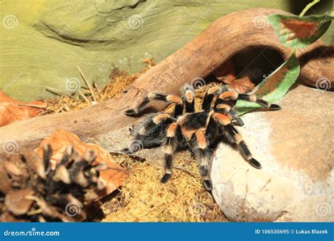 Mexican redknee tarantula stock image. Image of smithi - 106535695