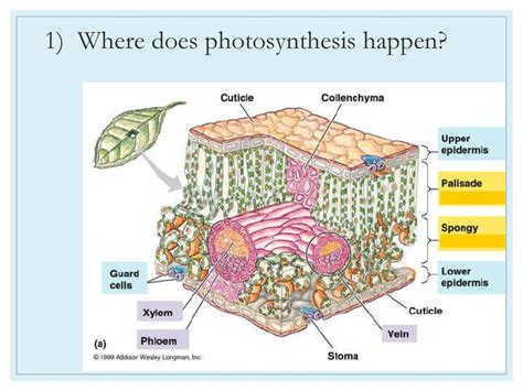 Date December Aim How Are Plants Adapted To Perform