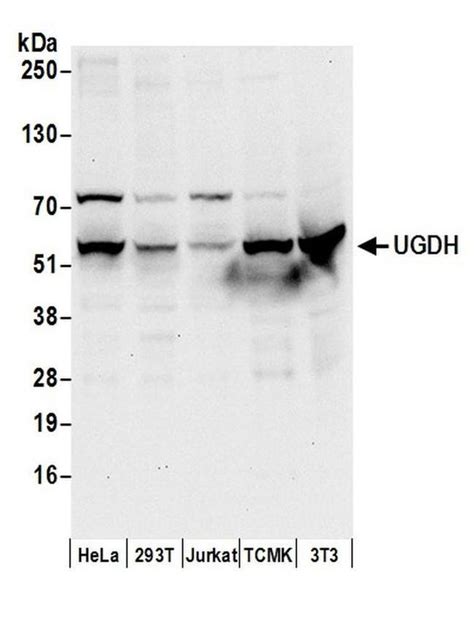 Ugdh Polyclonal Antibody A304 750a T