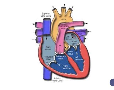 Peds Cardiac Flashcards Quizlet