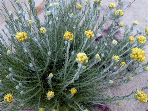 Helichrysum Stoechas Immortelle Commune Ou Immortelle De Flickr