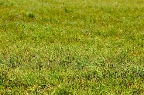 Premium Photo Green Grass Meadow Field Summer Natural Lawn Surface Beautiful Grass