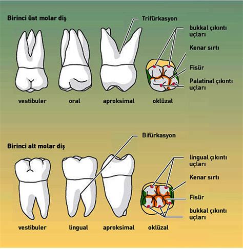 St Ve Alt Molar Di Ler