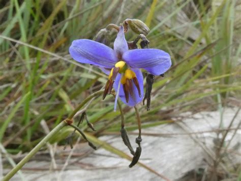 Blueberry Lily From Riddells Creek Vic Australia On December