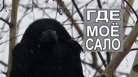 Грач ест сало 🐤 Чем питаются грачи зимой - YouTube