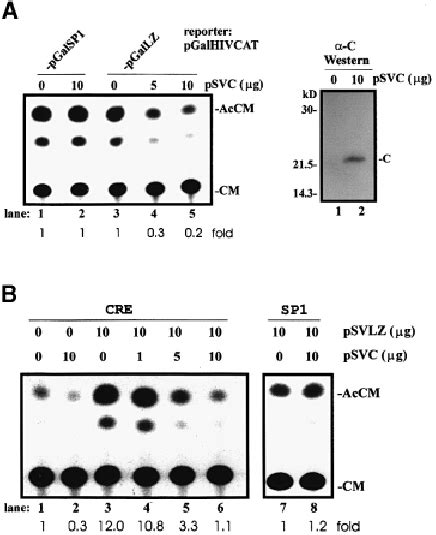 Hcv Core Protein Inhibits Lzip Dependent Transcription A Effects