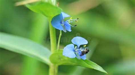 Apis florea on flower. stock photo. Image of apis, closeup - 144121688