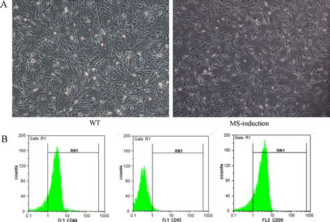 Identification Of Isolated Bmscs A Cellular Morphology Of Bmscs With