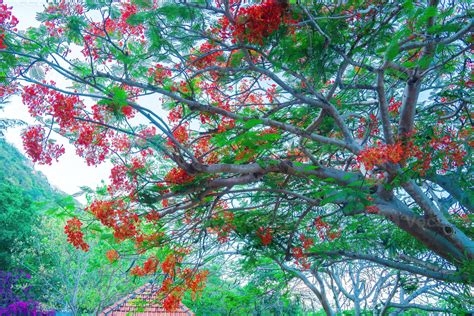 Summer Poinciana Phoenix Is A Flowering Plant Species Live In The