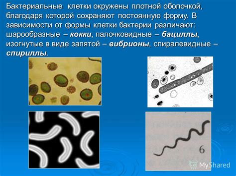 Презентация на тему: "Бактерии Разработала: Ившина Н.В. ТЕСТ. Мечтая ...