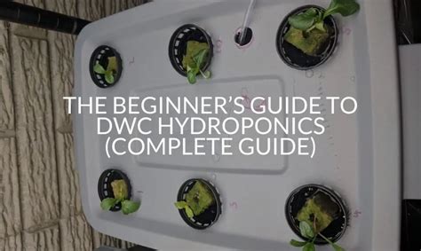 The Beginners Guide To DWC Hydroponics Complete Guide Soak And Soil