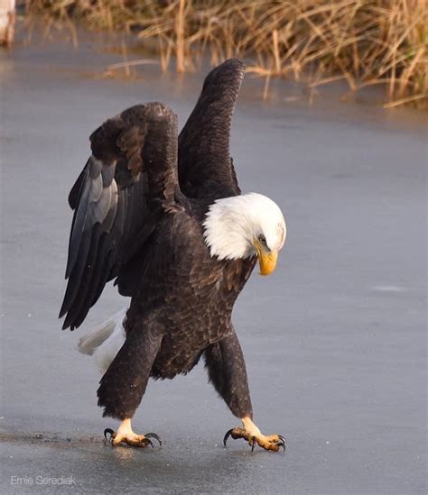 Bald Eagles