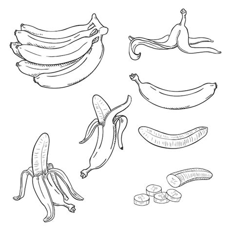 Conjunto De Desenhos Vetoriais De V Rias Ilustra Es De Banana Vetor