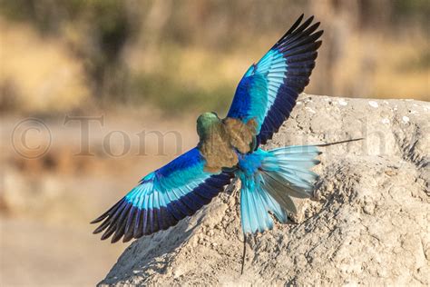 Lilac Breasted Roller Flight – Tom Murphy Photography