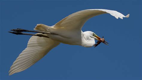 Snowy Egret – Wildlife and Animal Photography – Photography Life Forum