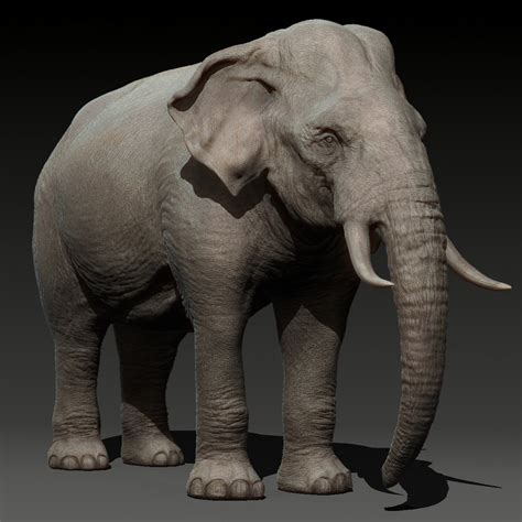 3d Animal Elephant Model Turbosquid 1685586