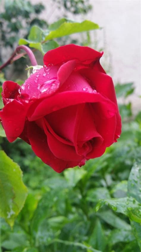 Pin De My Anh Em 1 A File General Bela Rosa Jardinagem Rosas