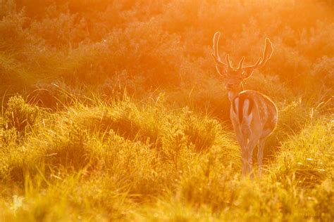 Deer Roeselien Raimond Nature Photography