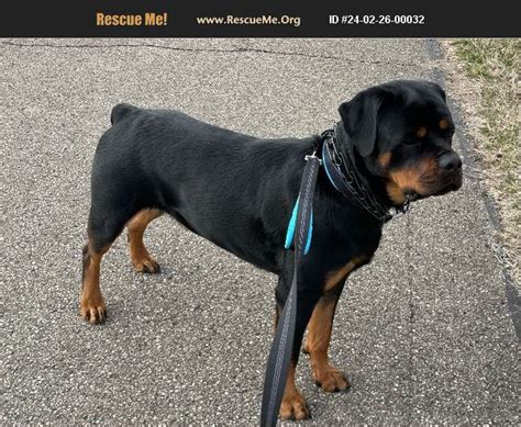 Adopt 24022600032 ~ Rottweiler Rescue ~ Kingston Oh